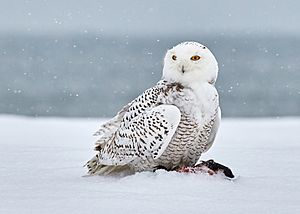 Snowy Owl (240866707).jpeg