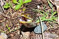 Southern Alligator Lizard Threat Display