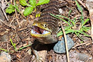 Southern Alligator Lizard Threat Display
