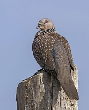 Spotted dove (Spilopelia chinensis suratensis).jpg