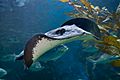 Sting ray - melbounre aquarium