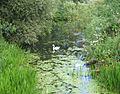 Swan at Waveney, Scole