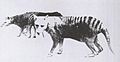Thylacine pouch