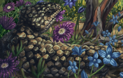 Tiliqua frangens (cropped).png