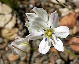 Triteleia lilacina 2.jpg