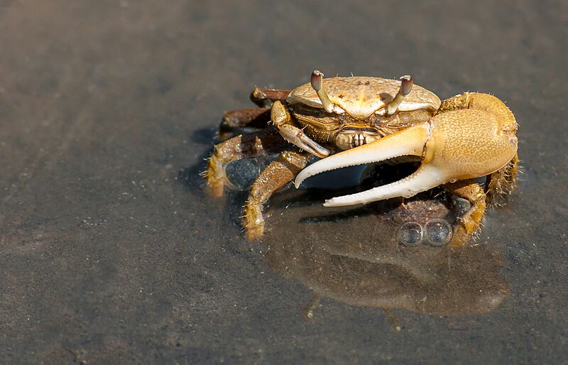 Uca leptodactyla in Margarita Island