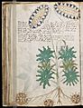 Voynich Manuscript (66)
