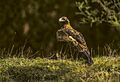 Wedge-tailed Eagle - Australia 01 (15527144985)