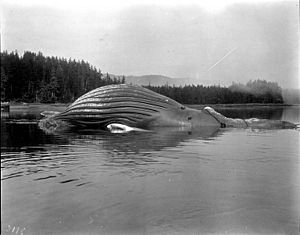 Whale tied up at the float at Tyee Company whaling station, Tyee, Alaska, August 25, 1910 (COBB 65)