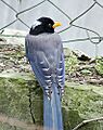 Yellow billed Blue Magpie I4 IMG 2895