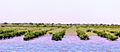 Young mangrove plantation in the Indus Delta