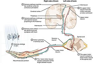 1212 Sensory Neuron Test Water