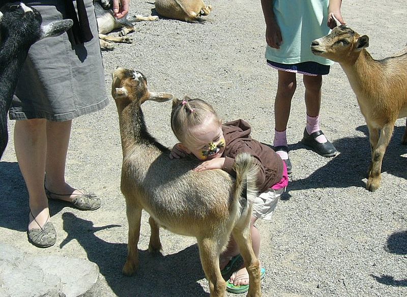 African lion safari Petting Zoo