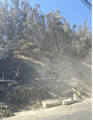 AlbanyHillTreeRemoval-October 21, 2024