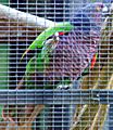 Amazona imperialis -Roseau -Dominica -aviary-6a-3c