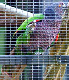 Amazona imperialis -Roseau -Dominica -aviary-6a-3c