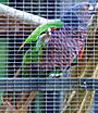 Amazona imperialis -Roseau -Dominica -aviary-6a-3c.jpg