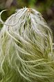 Anemone occidentalis in Kootenay National Park