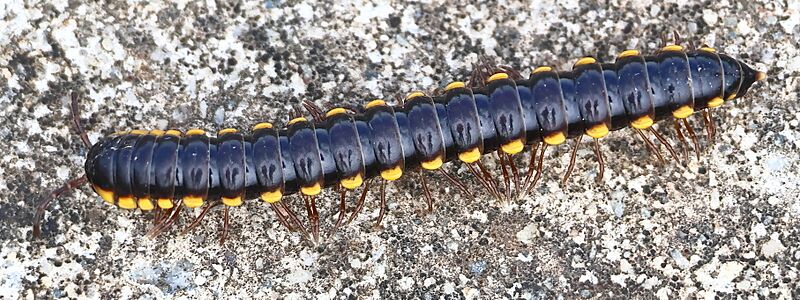 Anoplodesmus saussurii 425974540 (cropped)