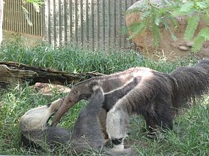 Anteaters, Reid park zoo