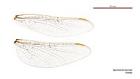 Apocordulia macrops female wings (34242389703)