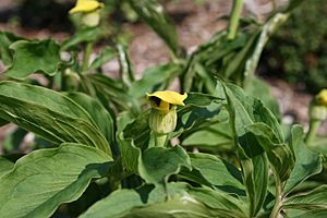 Arisaema-flavum-flower.jpg