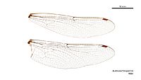 Austroaeschna pulchra male wings (34888929252)
