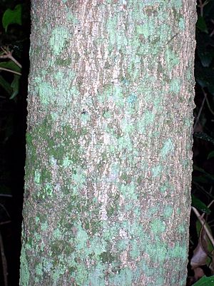 Austrobuxus swainii trunk.jpg
