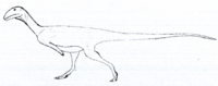 Austrocheirus LM.png