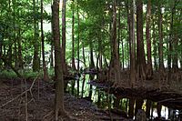 Bald cypress and creek (7166139814).jpg