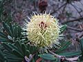 Banksia marginata 'Mallacoota Dwarf' 2