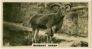 Barbary Sheep 2 (ca 1919-1940)