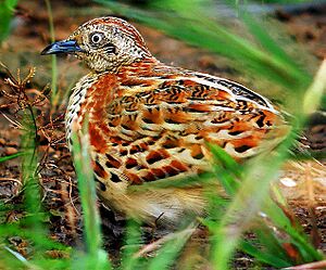 Barred Button quail or Common Bustard-Quail (Turnix suscitatior) Photograph By Shantanu Kuveskar.jpg