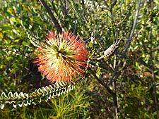 Beaufortia orbifolia (habit)