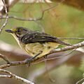 Bermuda White-eyed Vireo