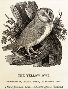 Bewick Thomas Barn Owl Tyto alba