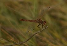 Bitter Lake Dragonfly