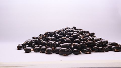 Black mucuna Seed