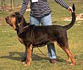 Bloodhound black and tan 'blanket'