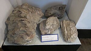 Bones of the south elephants(Mingachevir territory)
