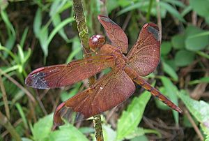 Brown dragonfly.jpg