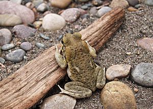 Bufo poeppigii01.jpg