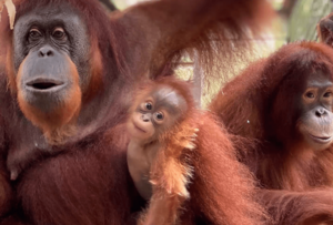 Cahaya and family at Center for Great Apes