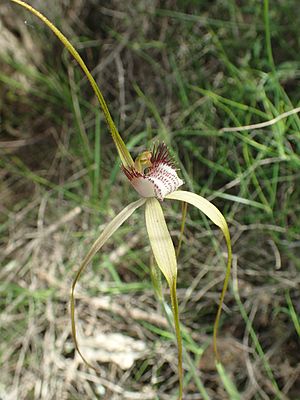 Caladenia swartsiorum detail.jpg