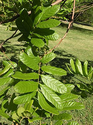 Camboatá (Cupania vernalis)2