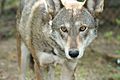 Captive male red wolf - 6189869328