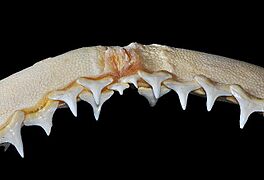 Carcharhinus brevipinna upper teeth