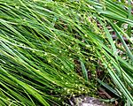 Carex brunnescens var sphaerostachya