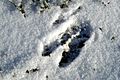 Cervus.elaphus.track.on.snow