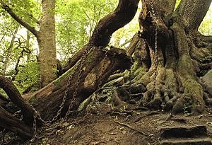 Chained Oak - geograph.org.uk - 1326196